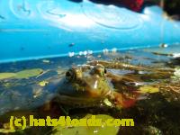 /home//u458753944/public_html/sourcegallery//Frogs/Bullfrogs 2016-08 Ontario/P8081414.JPG